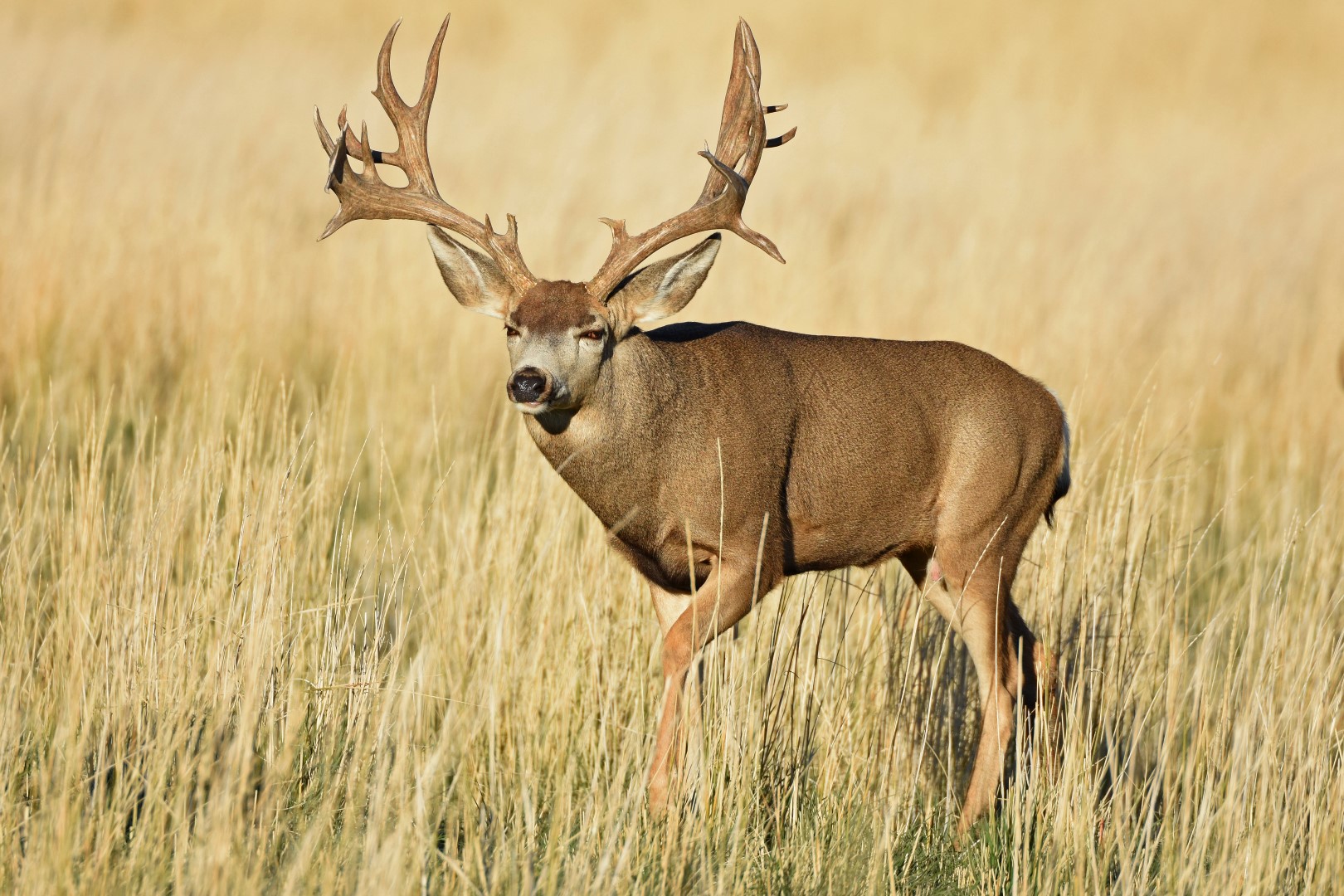 Mule deer (Odocoileus hemionus) By Murray Thomas - Wild Deer & Hunting ...